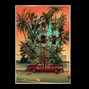 LUMINARY - Cherry