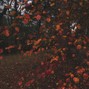 erth? - a couple months later