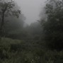 everglades - overcast