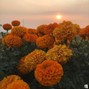 MuxOfficial - (FREE) ACOUSTIC GUITAR TYPE BEAT INDIE FOLK CALLING ME