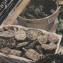 S.R. KTNZ - oyster