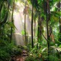 fyework - Rainforest