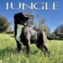 drewtothemusic - Jungle
