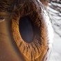 LSK8 Odyssey  - Gorgeous Eyes 