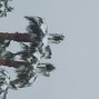 BOREASXVII - T