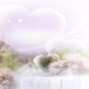 noyco - lovespirit | ginseng x che