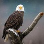 ThomasTheWolfe - EAGLE R1_THOMASTHEWOLFE BEET 90bpm Dbm