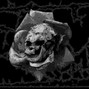 Chris Slaps - Reaper