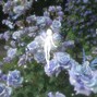 kubo - roses