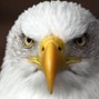 Dilip Rajan - Eagle's Eye