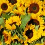 Daniel Jackson - Sunflower