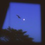 nilamusic01 - shoegaze x ambient type beat - "sacred detachment"