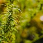 Gaki - S.S. Sativa