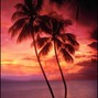Prod By Azra - Palm Trees