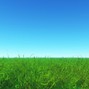 Wimp - Grass field
