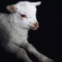 CELI-GANG - ASAP ROCKY X ASAP MOB TYPE BEAT - GOAT!