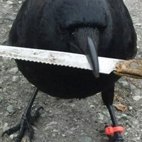 yrfcrow