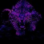 yrfcrow - Cheetah (Gunna x Doja Cat acoustic guitar sample type beat)