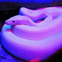 Snake 