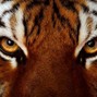 Snake  - Tiger Striped