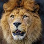 juliemight54 - lion 