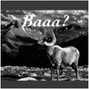 Devon The GOAT - CEDAR GROVE