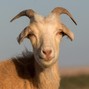 Ja808z - Goat type beat (reupload)