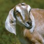 Ja808z - Goat type beat