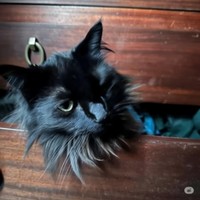 sylo