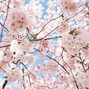depart - Cherry Blossom - 132 bpm