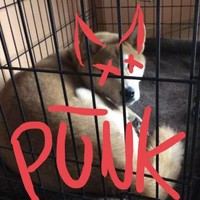 Lil Pūnk
