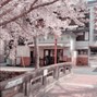 Jayu - Blossoms