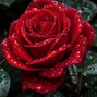 Pla-$ilver - Roses