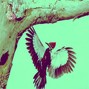 tydur - woodpecker