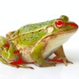 lomakin.nikita649 - Frog song