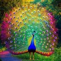 Ant, Brodie, & Jack Tracks  - The Peacock Wanderer