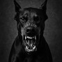 Caicos - Dobermann 