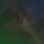 Kuronite - Skel