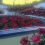 Nomad - Rose