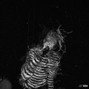 lxxze - yards
