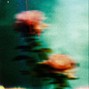 phyllis - Dead Roses