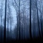 limbuz - forest night