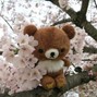 1cey - xaviersobased type beat "sakura"