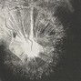 flesh - patternoster