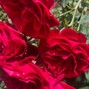 bloodtanica - ROSSES