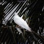 deecode82 - Doves | Trap Melody with Vibes