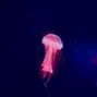 Sean Santana - Submarine