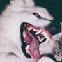 2katanasbeats - 4.WOLVES
