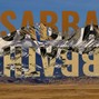 SABBATH  - TRULIA