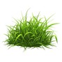 teeth.xt - grass